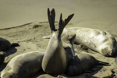 View of animal resting on beach