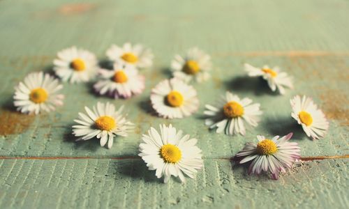 Close-up of white daisy flowers