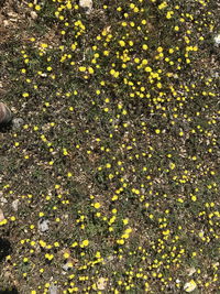 High angle view of yellow flowering plant leaves