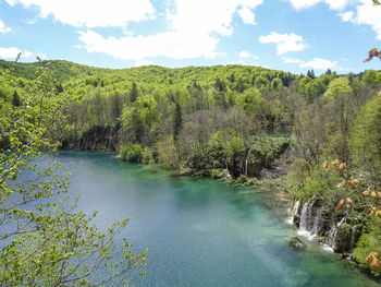 Scenic view of river amidst trees against sky