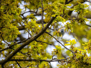 Low angle view of bird snacking in blossoming oak tree, cyanistes caeruleus