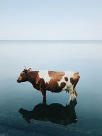 Cow in a sea