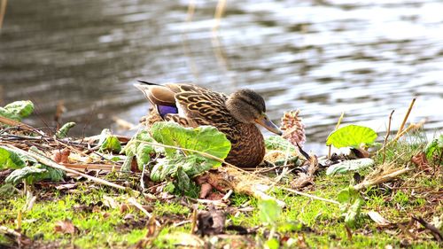 Bird on lake by grass