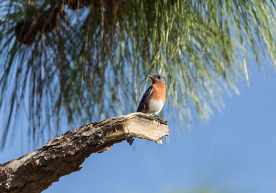 Male eastern bluebird sialia sialis perches on a branch high in a tree and looks down in sarasota