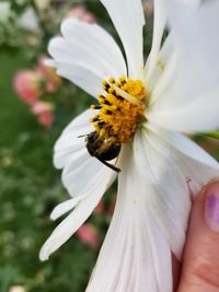 Close-up of honey bee on white flower