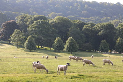 Sheep grazing on field against trees