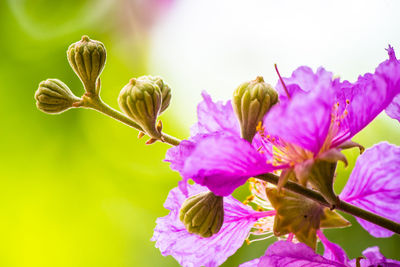 Close-up of pink flowering plant