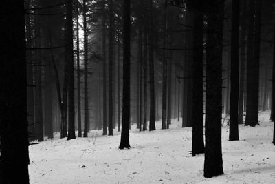 Trees in forest during winter