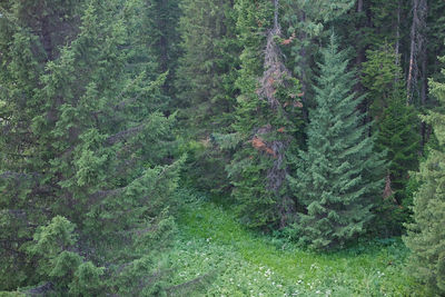 High angle view of pine tree in forest