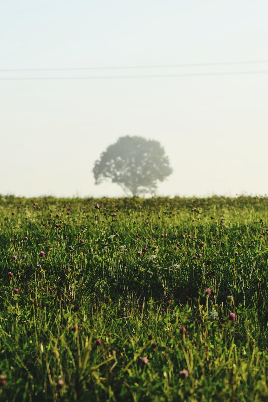 SCENIC VIEW OF FARM AGAINST CLEAR SKY