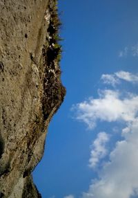 Low angle view of cactus against sky