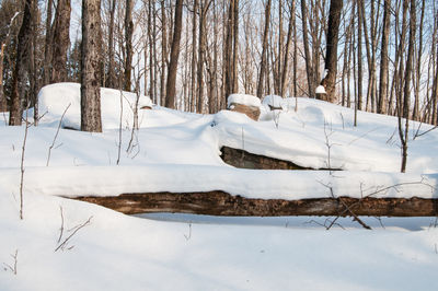Snow covered landscape