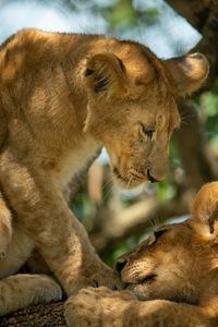 Close-up of lion cub sitting by another