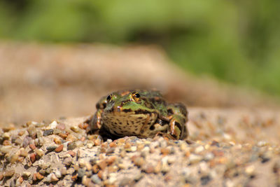 Close-up of frog on land