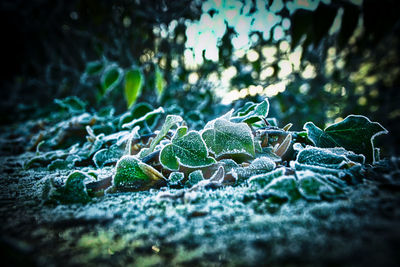 Close-up of water drops on moss