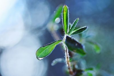 Close-up of plant