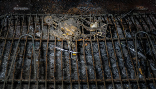 Close-up of turtle in water