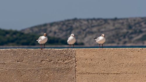 Seagulls perching on retaining wall