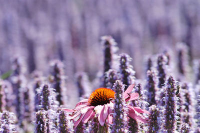 Close-up of honey bee on purple flowering plant