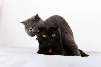 Portrait of black cat against white background