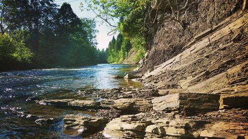 Scenic view of river in forest against sky