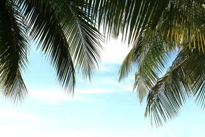 Low angle view of coconut palm tree against sky