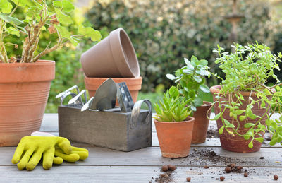 Potted plant on table in yard