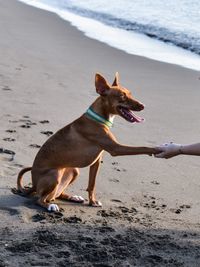 Cropped hand touching dog at beach