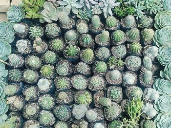 High angle view of cactus plants