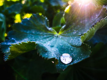 Close-up of raindrops on leaves