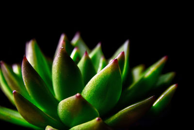 Close-up of succulent plant against black background