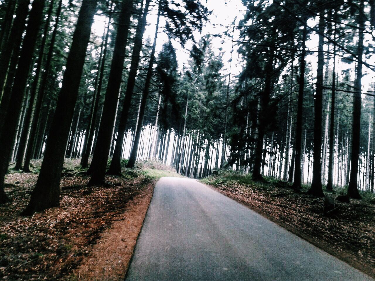 the way forward, tree, diminishing perspective, vanishing point, forest, road, tranquility, transportation, nature, tranquil scene, tree trunk, woodland, empty road, country road, growth, non-urban scene, scenics, beauty in nature, day, no people