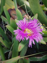 Close-up of pink flowers