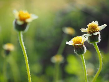 Close-up of yellow flowering plant