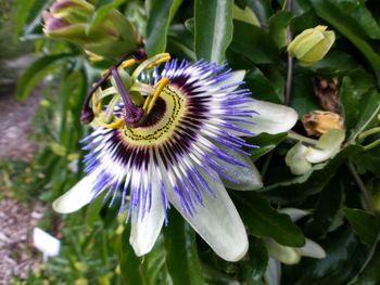 Close-up of purple flower