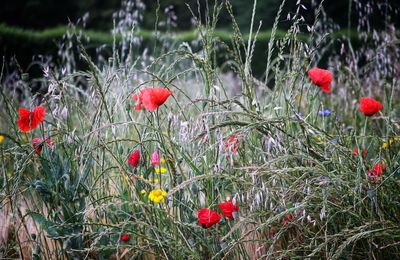 Red poppy flowers on field