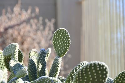 Close-up of plant