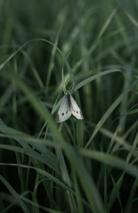 Close-up of butterfly on grass