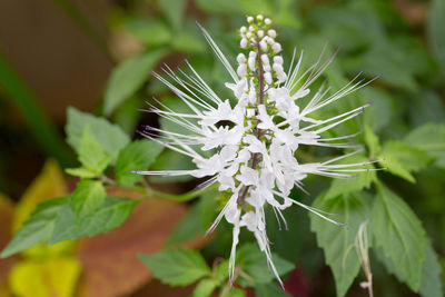 Close-up of white flowering plant