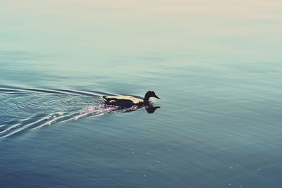 High angle view of bird swimming in lake