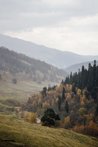 Scenic view of trees on field against sky