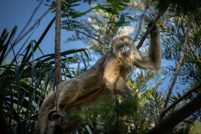 Mono carayá, a native of south america. in the wild and natural state