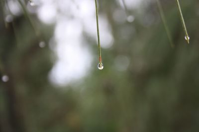 Close-up of water drops on plant