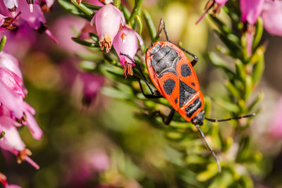 Close-up of insect on flower