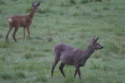Deer standing on field