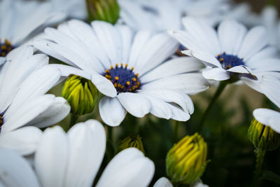 Close-up of white flowering plants