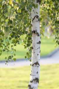 Birch tree in summer