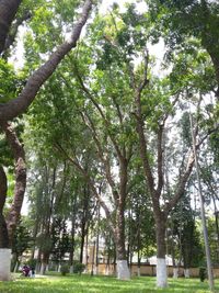 Trees against sky