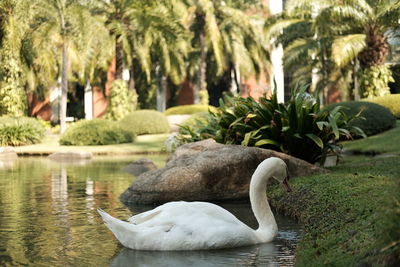 Swan in a lake