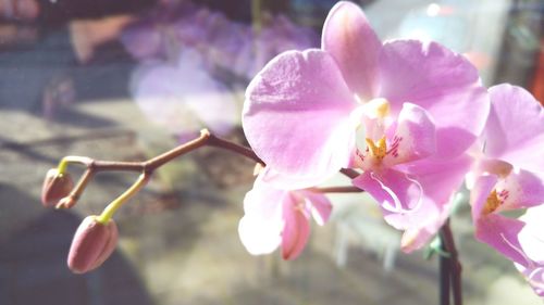 Close-up of pink orchids